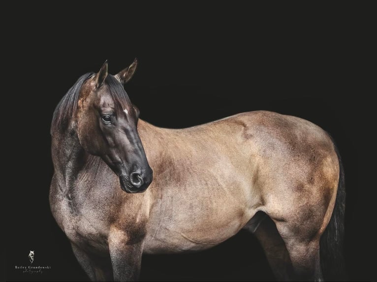 American Quarter Horse Wałach 16 lat 157 cm Grullo in Everett PA