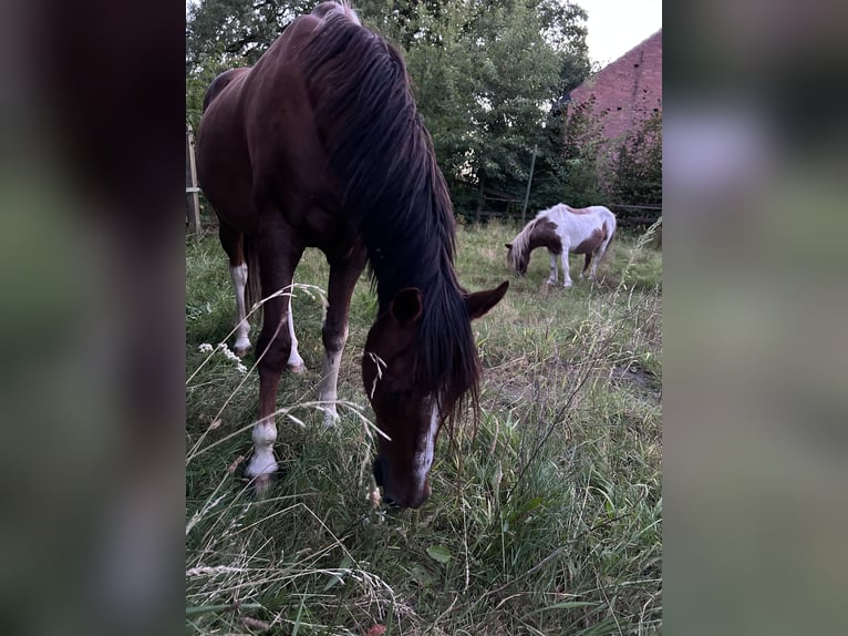 American Quarter Horse Mix Wałach 16 lat 160 cm Kasztanowata in Hohne