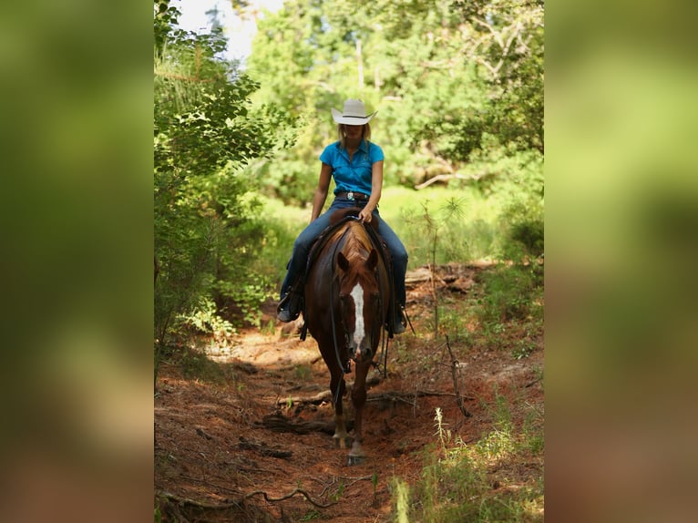 American Quarter Horse Wałach 16 lat 163 cm Ciemnokasztanowata in Huntsville TX