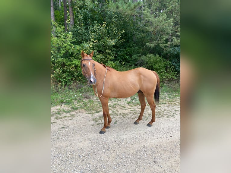 American Quarter Horse Wałach 16 lat Bułana in TOMAH, WI