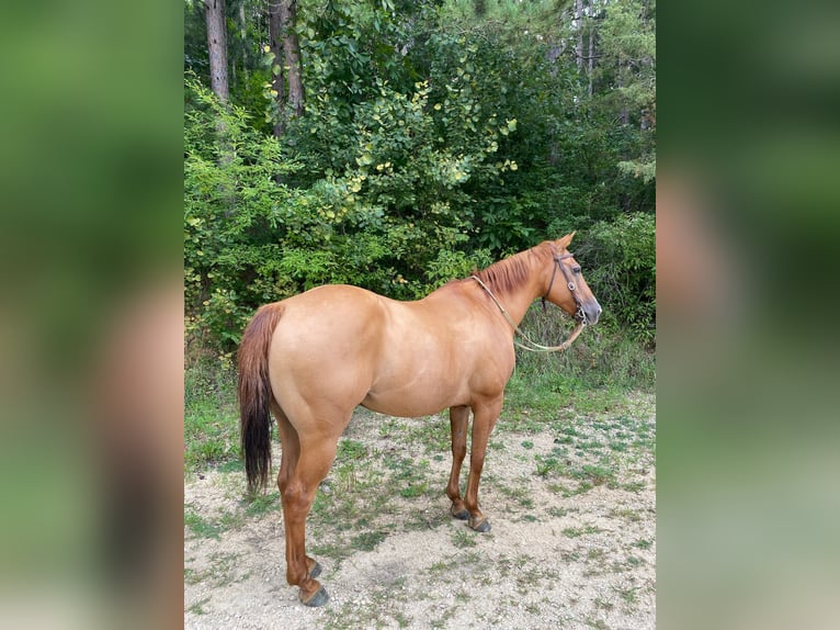 American Quarter Horse Wałach 16 lat Bułana in TOMAH, WI