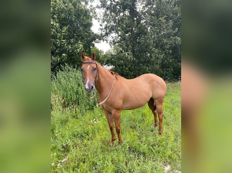 American Quarter Horse Wałach 16 lat Bułana in TOMAH, WI