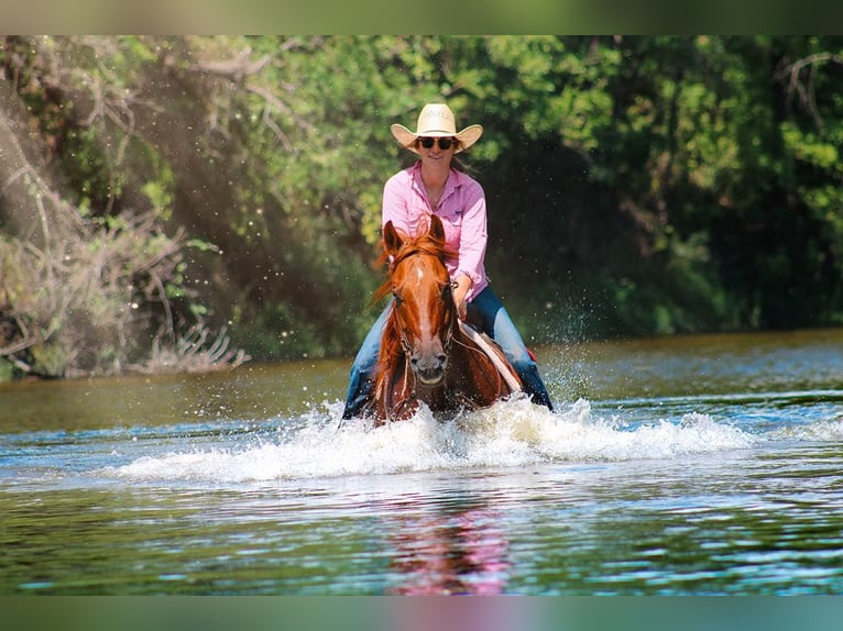 American Quarter Horse Wałach 16 lat Ciemnokasztanowata in stephenville TX