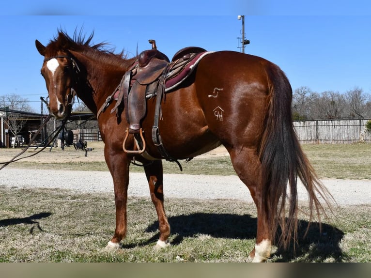 American Quarter Horse Wałach 16 lat Cisawa in Weatherford, TX