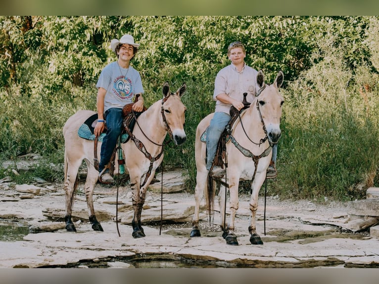 American Quarter Horse Wałach 17 lat 132 cm Izabelowata in Flemingsburg kY