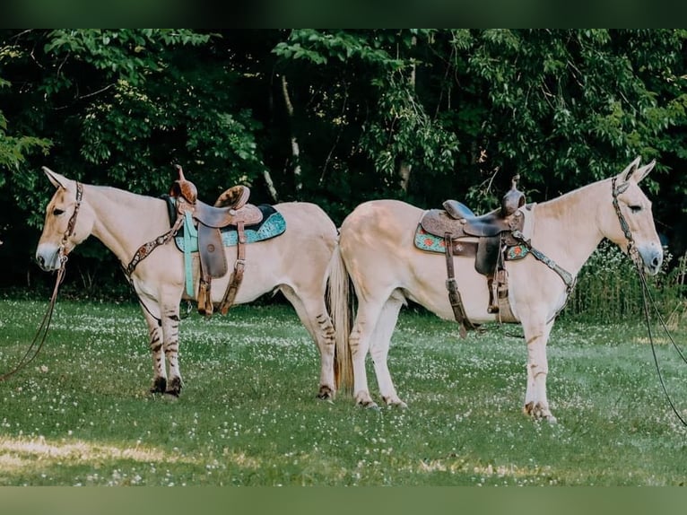 American Quarter Horse Wałach 17 lat 132 cm Izabelowata in Flemingsburg kY