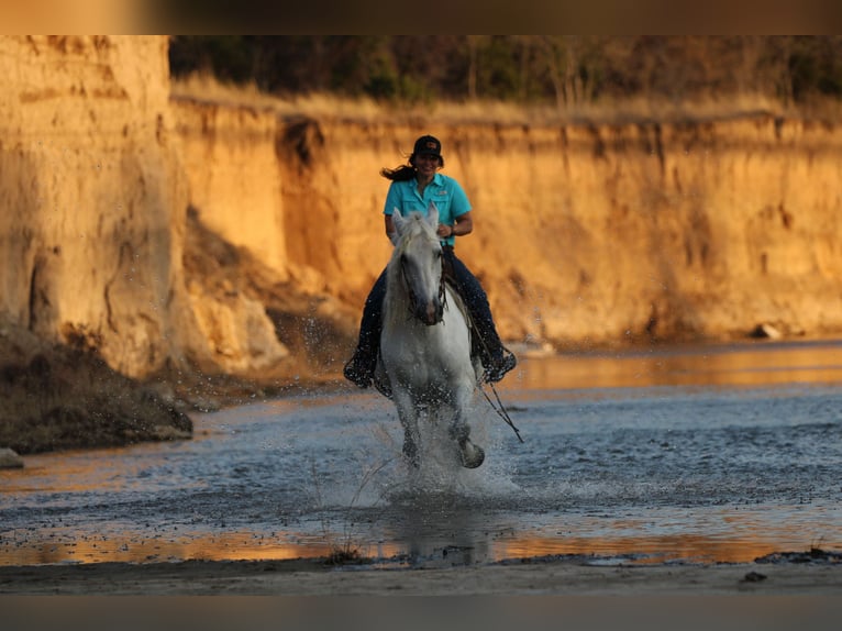 American Quarter Horse Wałach 17 lat 150 cm Siwa in Stephenville TX