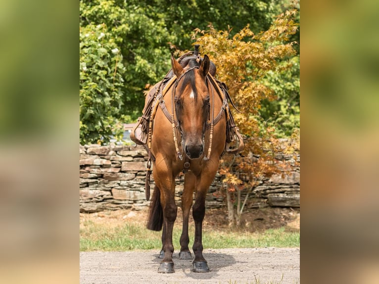 American Quarter Horse Wałach 17 lat 152 cm Bułana in Everett PA