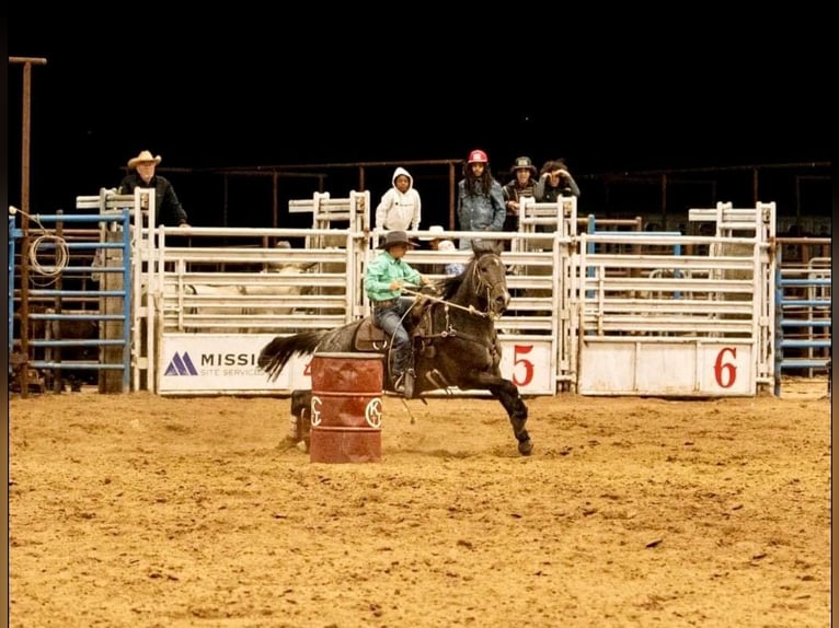 American Quarter Horse Wałach 17 lat 152 cm Gniadodereszowata in ravenna TX