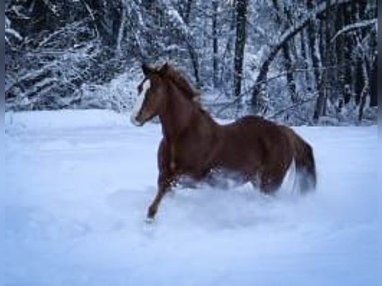 American Quarter Horse Wałach 17 lat 152 cm Kasztanowata in Mauern
