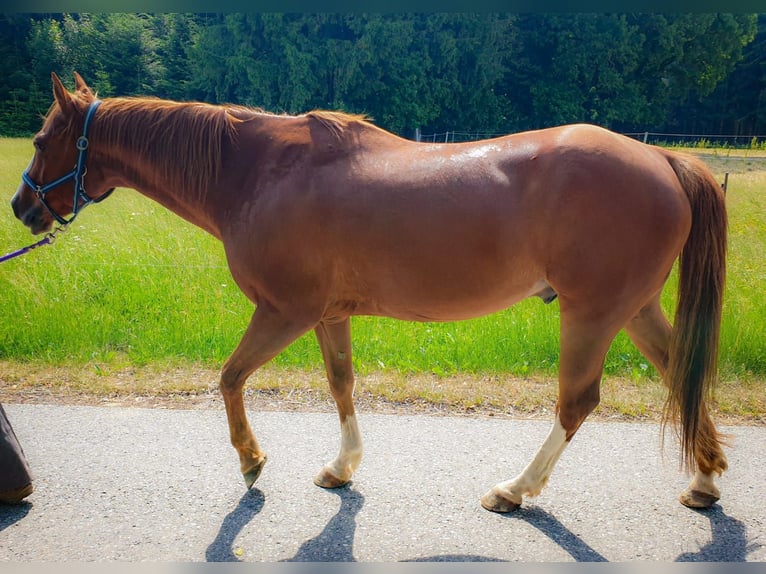 American Quarter Horse Wałach 17 lat 152 cm Kasztanowata in Mauern