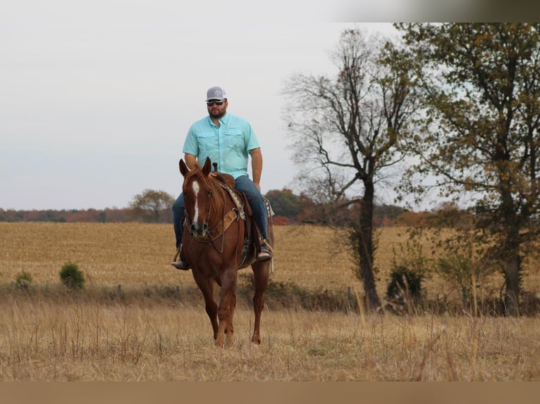 American Quarter Horse Wałach 17 lat 160 cm Kasztanowatodereszowata in Sanora KY