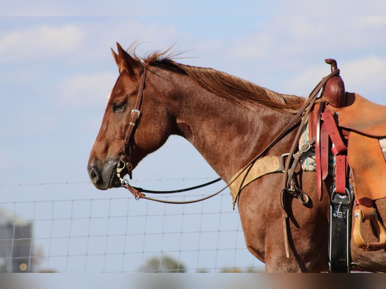 American Quarter Horse Wałach 17 lat 160 cm Kasztanowatodereszowata in Sanora KY