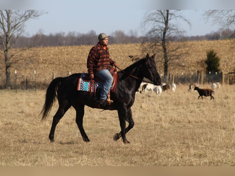 American Quarter Horse Wałach 17 lat 163 cm Karodereszowata in sANORA ky