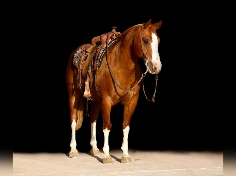 American Quarter Horse Wałach 17 lat Ciemnokasztanowata in Amarillo TX