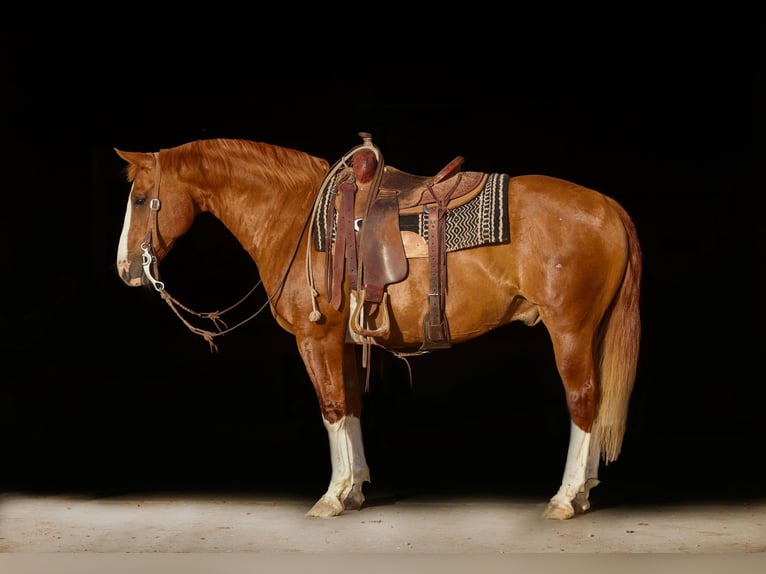 American Quarter Horse Wałach 17 lat Ciemnokasztanowata in Amarillo TX