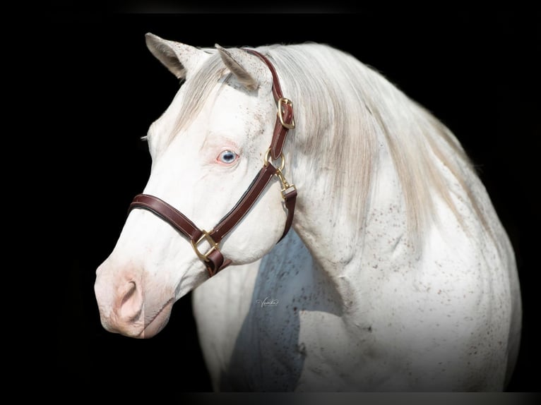 American Quarter Horse Wałach 19 lat 155 cm Biała in Danville IN