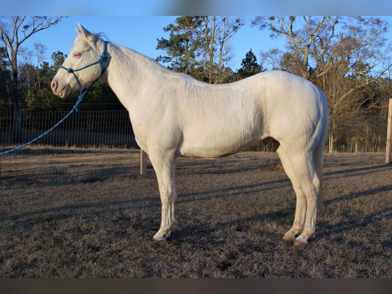 American Quarter Horse Wałach 19 lat Cremello in Kentwood, LA