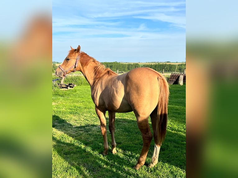 American Quarter Horse Wałach 1 Rok 120 cm Bułana in Szőce