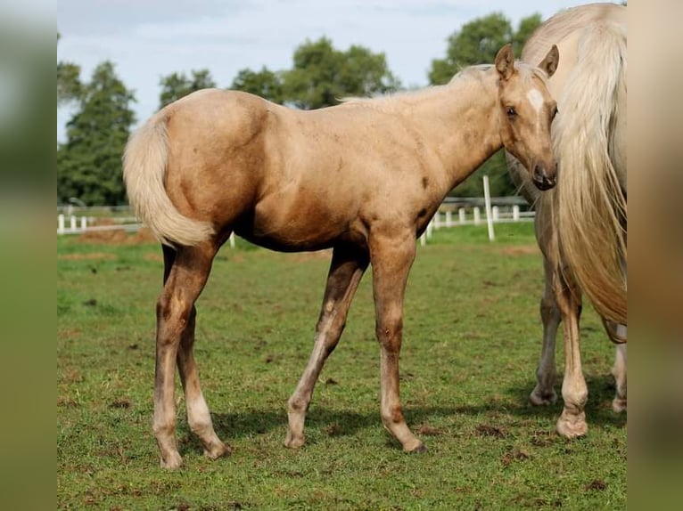 American Quarter Horse Wałach 1 Rok 150 cm Izabelowata in Stade