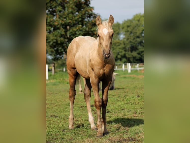 American Quarter Horse Wałach 1 Rok 150 cm Izabelowata in Stade