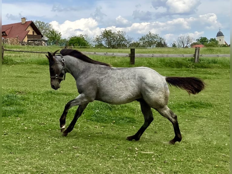 American Quarter Horse Wałach 1 Rok 158 cm Karodereszowata in Fulnek