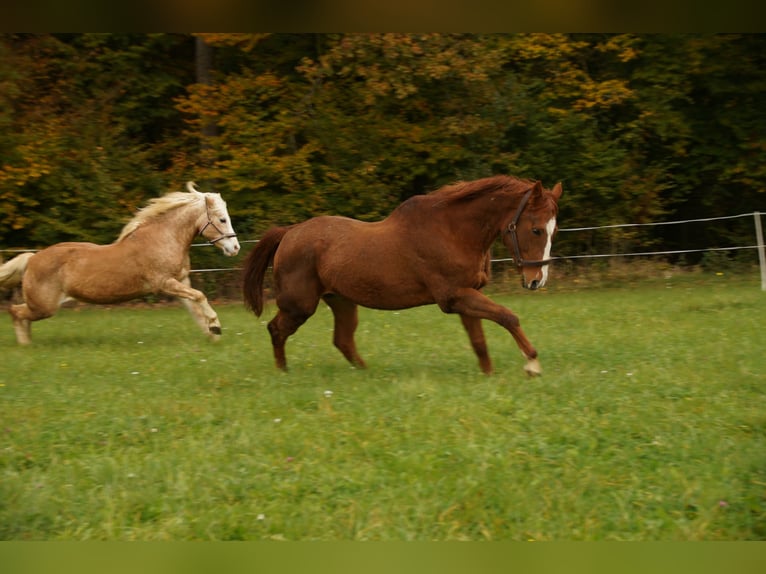 American Quarter Horse Wałach 28 lat 160 cm Kasztanowata in Nittendorf