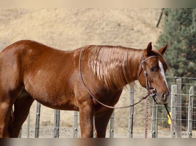 American Quarter Horse Wałach 2 lat 147 cm Ciemnokasztanowata in King City CA