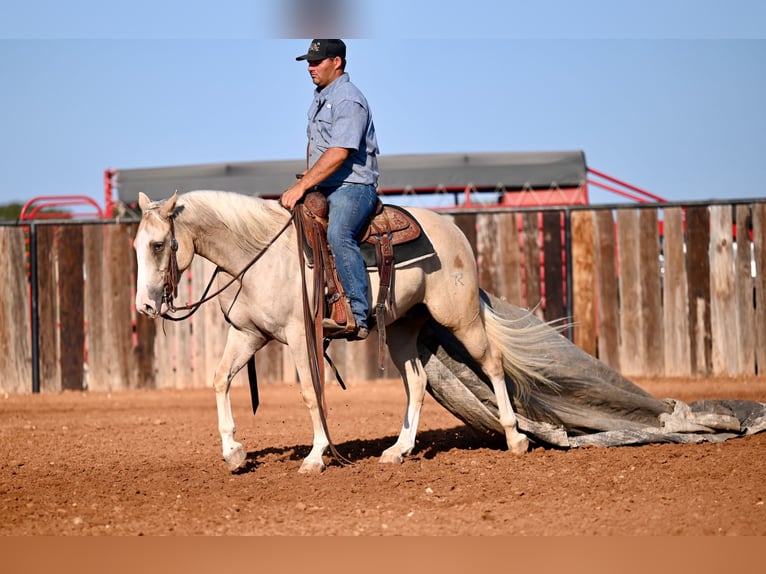 American Quarter Horse Wałach 2 lat 147 cm Izabelowata in Waco, TX