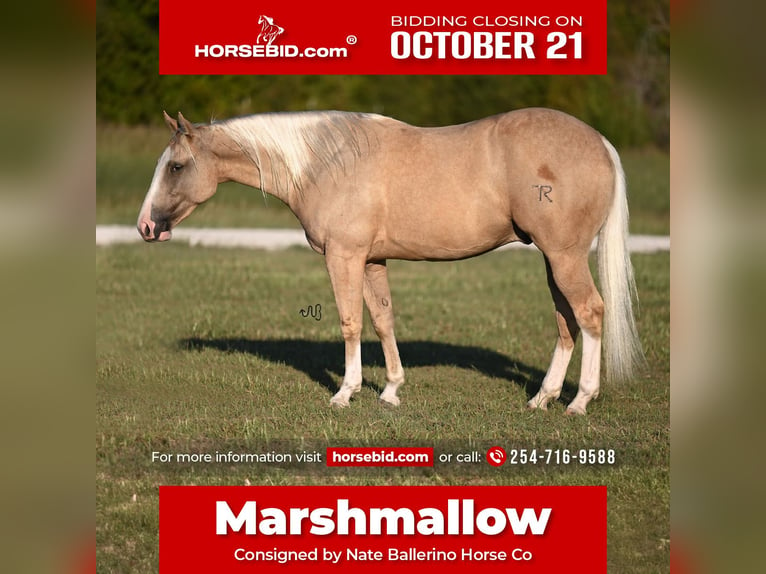 American Quarter Horse Wałach 2 lat 147 cm Izabelowata in Waco, TX