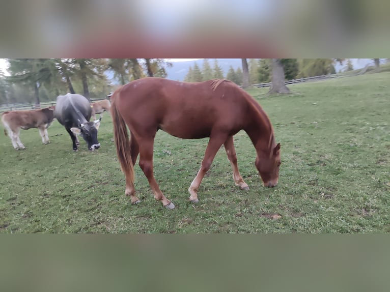 American Quarter Horse Wałach 2 lat 150 cm Ciemnokasztanowata in Jenesien