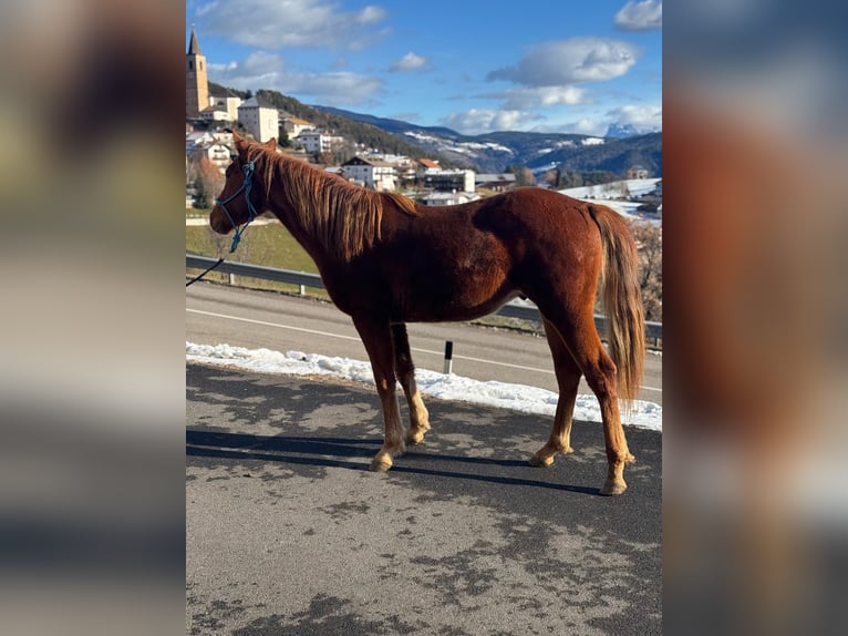 American Quarter Horse Wałach 2 lat 150 cm Ciemnokasztanowata in Jenesien