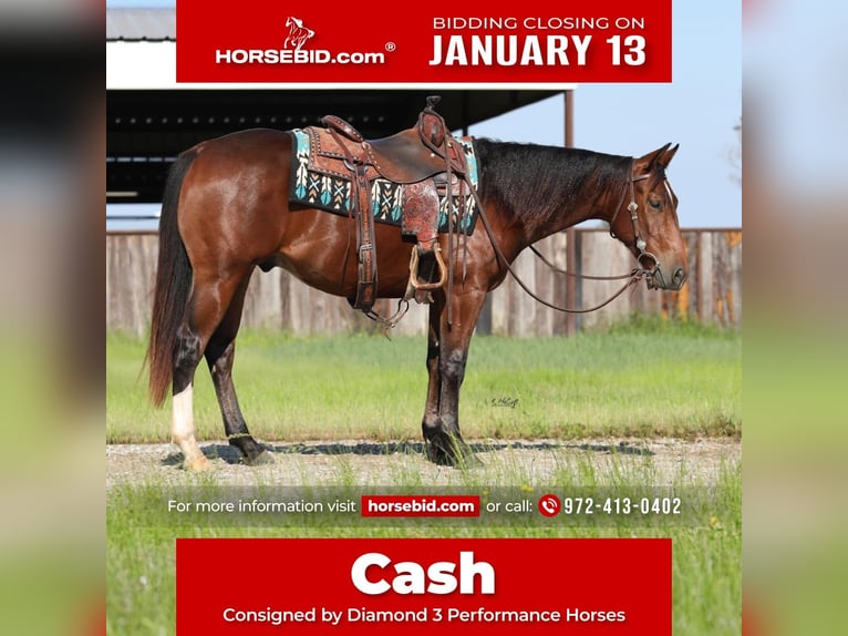 American Quarter Horse Wałach 2 lat 150 cm Gniada in Ravenna, TX