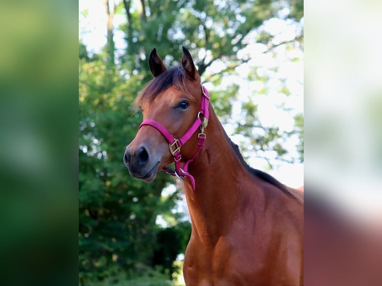 American Quarter Horse Wałach 2 lat 150 cm Gniada in Zossen