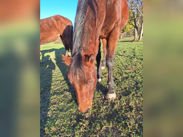 American Quarter Horse Wałach 2 lat 150 cm Gniada in Balingen