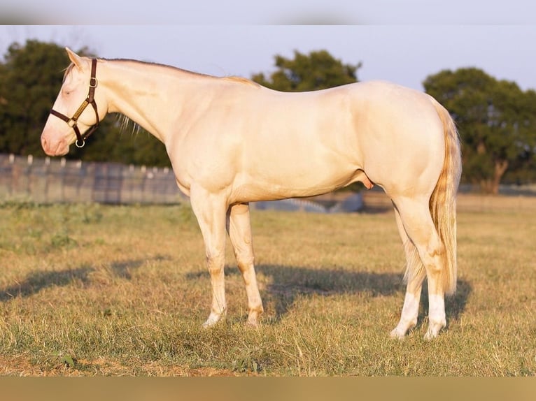 American Quarter Horse Wałach 2 lat 150 cm Perlino in Collinsville, TX