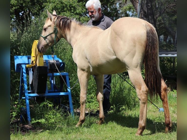 American Quarter Horse Wałach 2 lat 150 cm Szampańska in Müglitztal