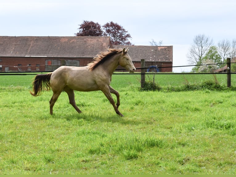 American Quarter Horse Wałach 2 lat 152 cm Szampańska in Rödinghausen