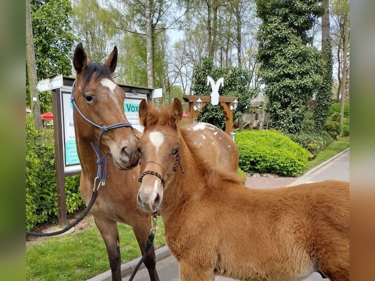 American Quarter Horse Mix Wałach 2 lat 158 cm Kasztanowata in Eggermühlen