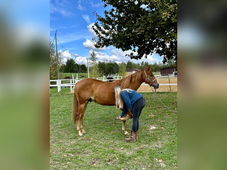 American Quarter Horse Wałach 2 lat in Rzezawa