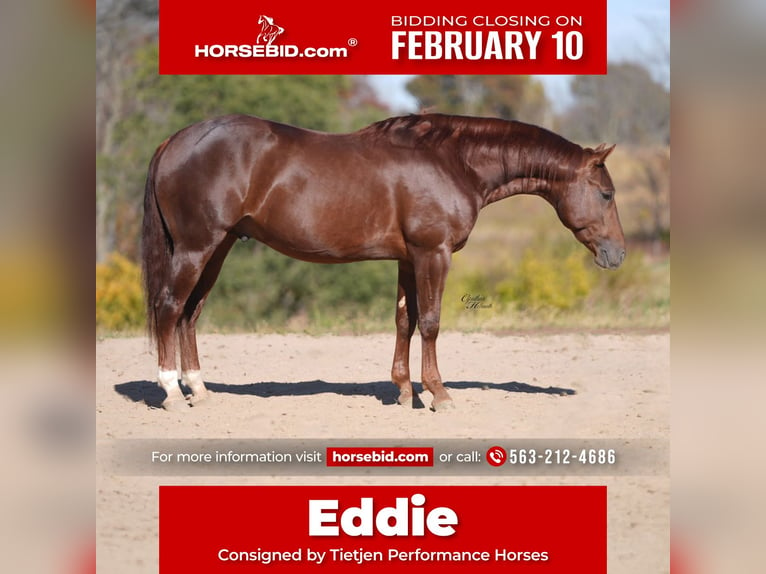 American Quarter Horse Wałach 3 lat 142 cm Ciemnokasztanowata in Bellevue, IA