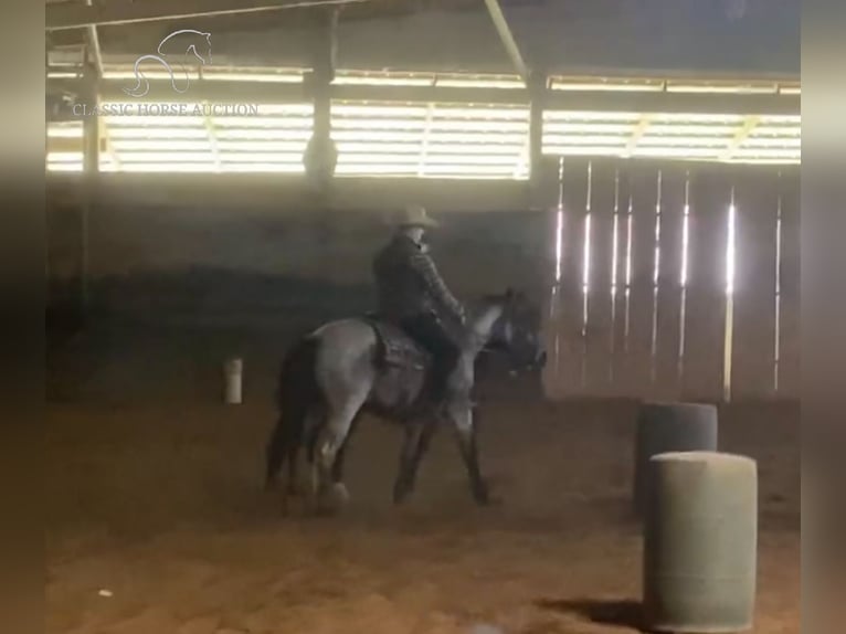 American Quarter Horse Wałach 3 lat 142 cm Karodereszowata in Sebree,KY