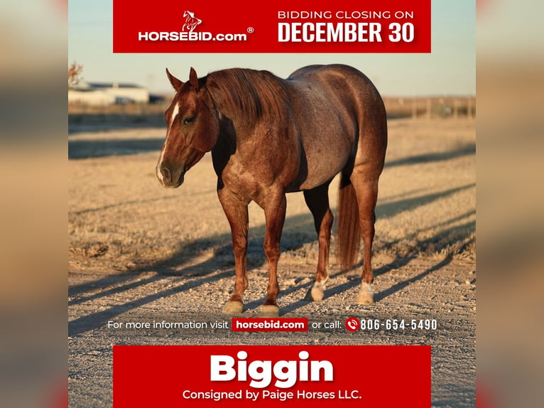 American Quarter Horse Wałach 3 lat 142 cm Kasztanowatodereszowata in Amarillo, TX