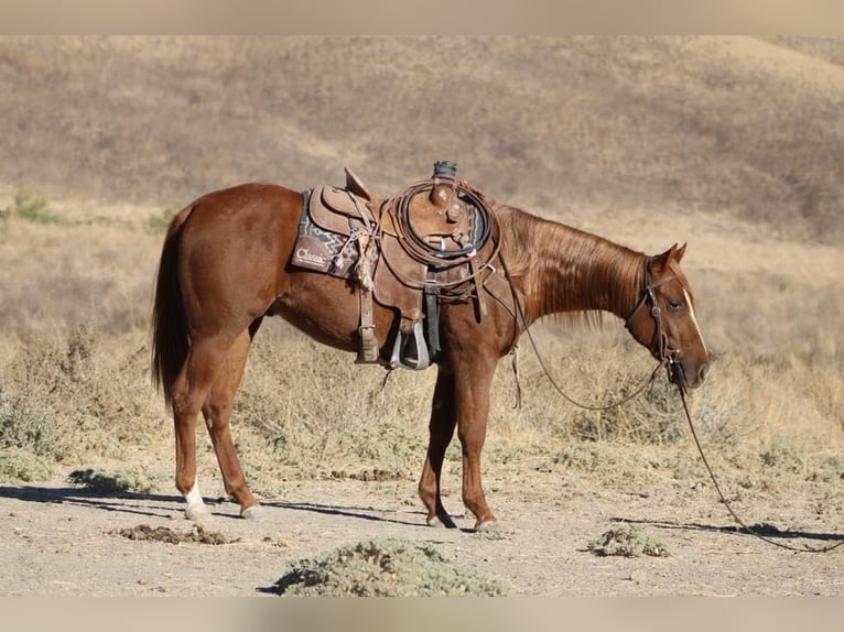 American Quarter Horse Wałach 3 lat 147 cm Ciemnokasztanowata in King City CA