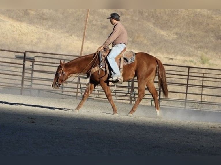 American Quarter Horse Wałach 3 lat 147 cm Ciemnokasztanowata in King City CA