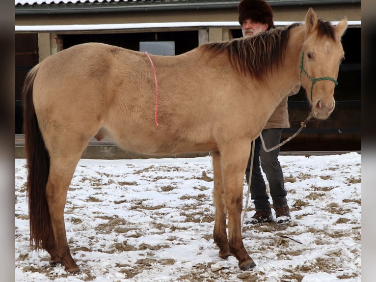 American Quarter Horse Wałach 3 lat 148 cm Szampańska in Müglitztal