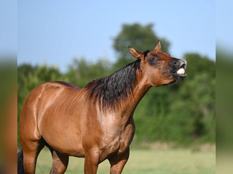 American Quarter Horse Wałach 3 lat 150 cm Bułana in Waco, TX