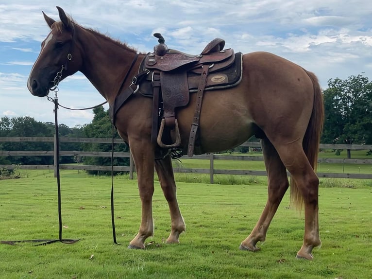 American Quarter Horse Wałach 3 lat 152 cm Ciemnokasztanowata in Brierfield Al