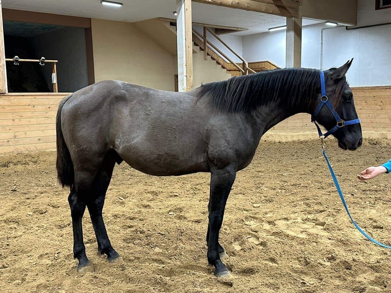 American Quarter Horse Mix Wałach 3 lat 152 cm Grullo in Spodnji ivanjci