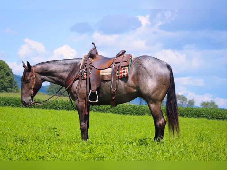 American Quarter Horse Wałach 3 lat 152 cm Karodereszowata in Rebersburg